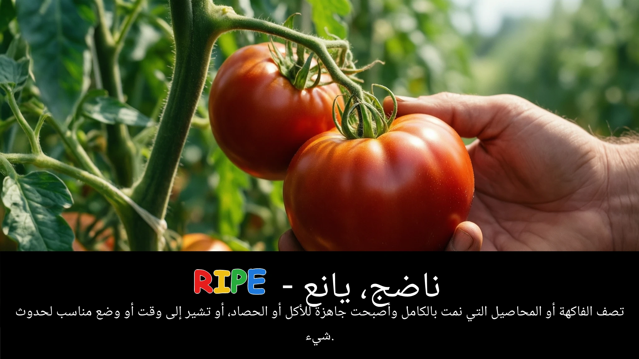 Arabic Illustration for ripe